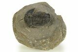 Detailed Proetid (Gerastos) Trilobite Fossil - Morocco #323187-2